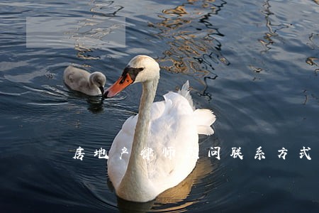 房地产律师顾问联系方式 房地产律师顾问联系方式