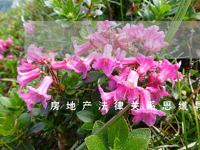 房地产法律关系思维导图 房地产法律关系思维导图