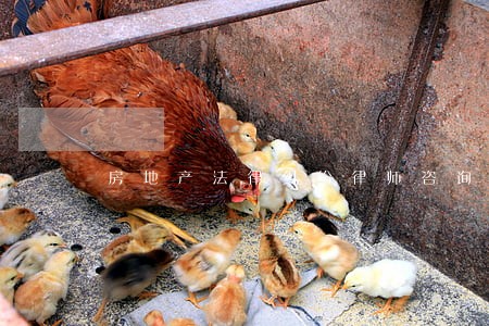 房地产法律纠纷律师咨询 房地产法律纠纷律师咨询