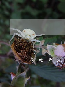 房地产法律纠纷律师排名 房地产法律纠纷律师排名