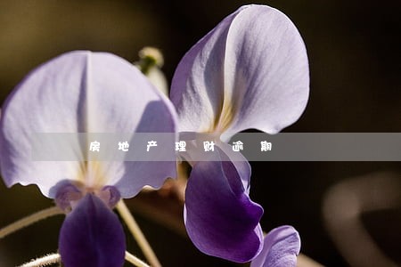 房地产理财逾期