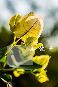 房地产项目律师实务 房地产项目律师实务