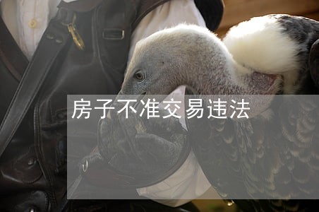 房子不准交易违法 房子不准交易违法