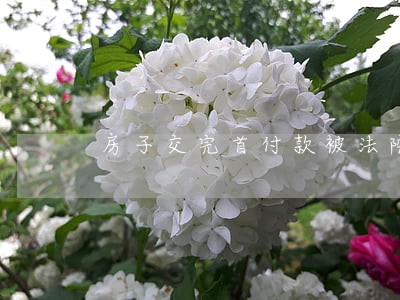 房子交完首付款被法院保全怎么办 房子交完首付款被法院保全怎么办