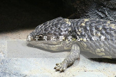 房子司法鉴定怎么收费