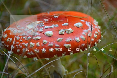 房子抵押贷款逾期还不上怎么办 房子抵押贷款逾期还不上怎么办