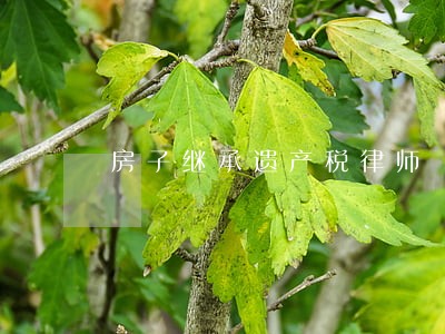 房子继承遗产税律师 房子继承遗产税律师