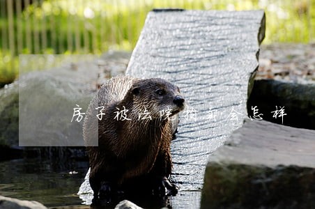 房子被法院拍卖会怎样