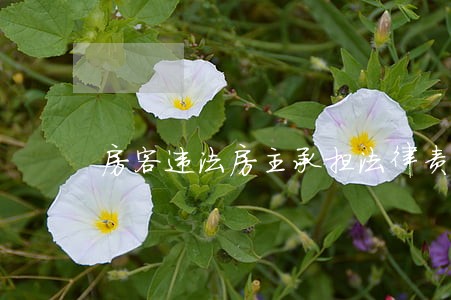 房客违法房主承担法律责任吗