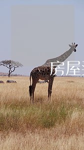 房屋买卖当中的合同诈骗罪