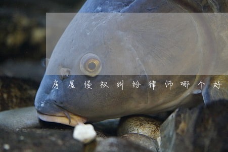 房屋侵权纠纷律师哪个好