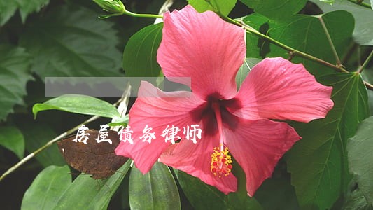 房屋债务律师 房屋债务律师
