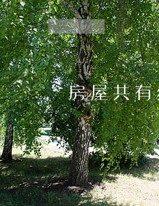 房屋共有纠纷诉讼时效 房屋共有纠纷诉讼时效