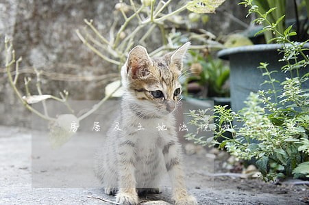 房屋及土地法院执行裁定怎么写 房屋及土地法院执行裁定怎么写