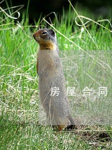 房屋合同律师咨询哪家好 房屋合同律师咨询哪家好