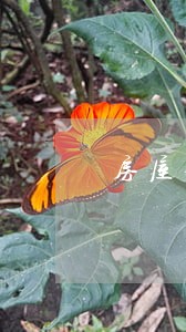 房屋律师拆迁在线咨询 房屋律师拆迁在线咨询