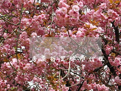 房屋拆置律师代理 房屋拆置律师代理