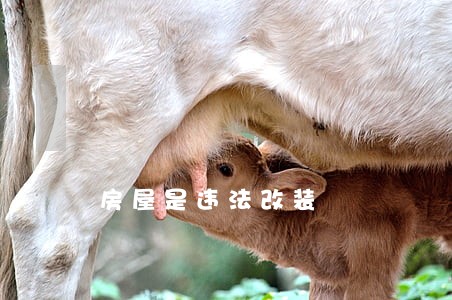 房屋是违法改装 房屋是违法改装