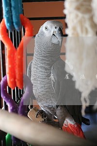 房屋法律咨询律师免费 房屋法律咨询律师免费