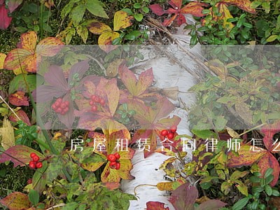 房屋租赁合同律师怎么收费办事快
