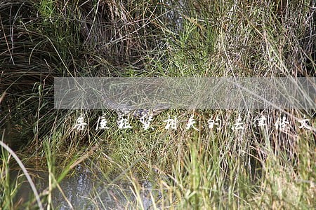 房屋租赁相关的法律条文