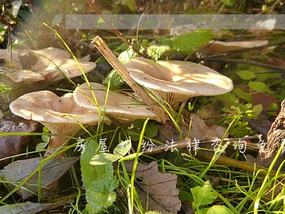 房屋纠纷法律咨询免费 房屋纠纷法律咨询免费