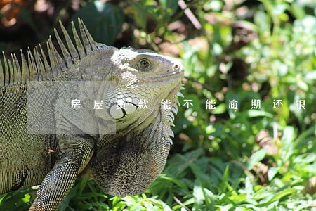 房屋贷款能不能逾期还银行 房屋贷款能不能逾期还银行