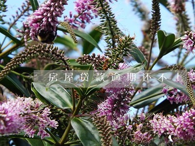 房屋贷款逾期还不上怎么办 房屋贷款逾期还不上怎么办
