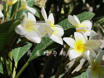 房屋赠与相关法律 房屋赠与相关法律