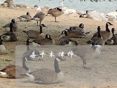 房平木律师 房平木律师