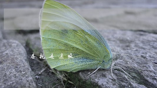 房托违法嘛 房托违法嘛