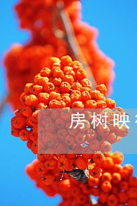 房树映律师 房树映律师