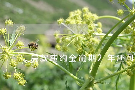 房款违约金逾期2年还可以追讨吗
