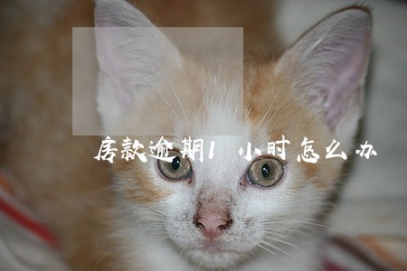 房款逾期1小时怎么办 房款逾期1小时怎么办