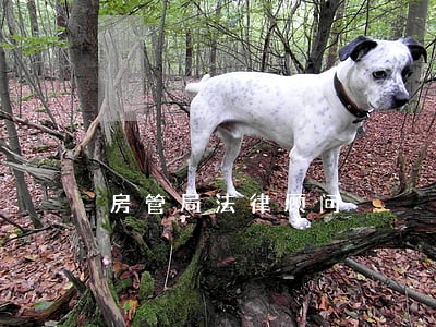房管局法律顾问 房管局法律顾问