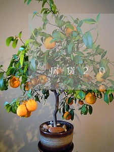 房贷200块钱逾期 房贷200块钱逾期