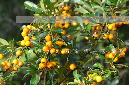 房贷22万逾期一天滞纳金多少 房贷22万逾期一天滞纳金多少
