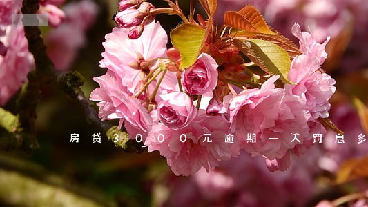 房贷3000元逾期一天罚息多少 房贷3000元逾期一天罚息多少