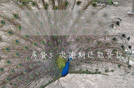 房贷5次逾期还能贷款买车吗 房贷5次逾期还能贷款买车吗