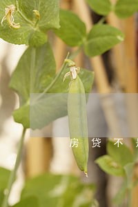 房贷不是恶意逾期银行能开证明吗