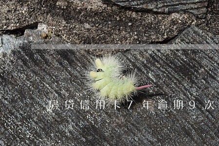 房贷信用卡7年逾期9次