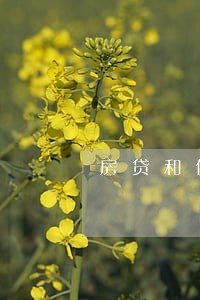 房贷和信用贷都逾期了怎么办 房贷和信用贷都逾期了怎么办