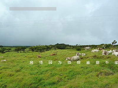 房贷因为借呗逾期不能贷款 房贷因为借呗逾期不能贷款