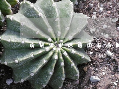 房贷审批后信用卡逾期 房贷审批后信用卡逾期