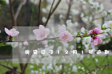 房贷已于12月1号逾期 房贷已于12月1号逾期