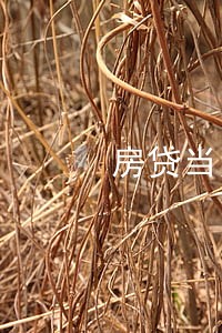 房贷当月逾期30块会上征信吗 房贷当月逾期30块会上征信吗