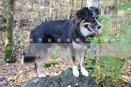 房贷征信逾期不超过90天 房贷征信逾期不超过90天