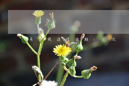 房贷我连续逾期11次 房贷我连续逾期11次