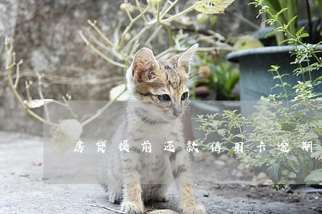 房贷提前还款信用卡逾期 房贷提前还款信用卡逾期