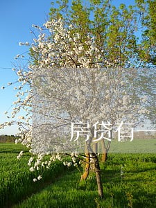 房贷有一个月逾期1天影响 房贷有一个月逾期1天影响